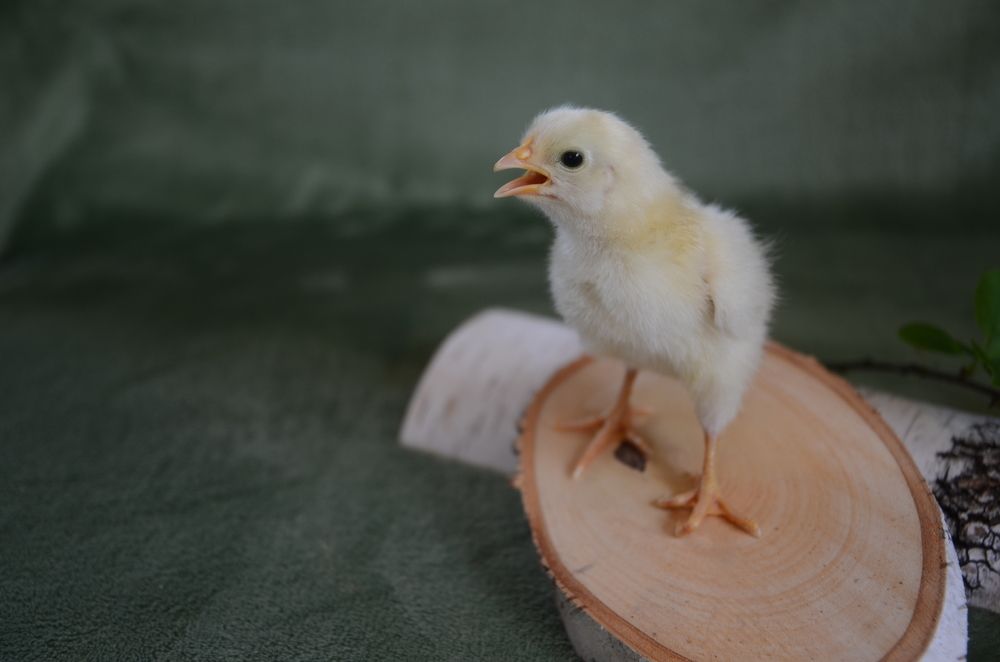 Photograph by Оксана Давыдова