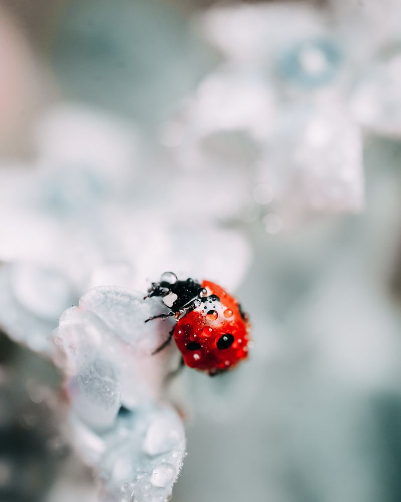 После дождя