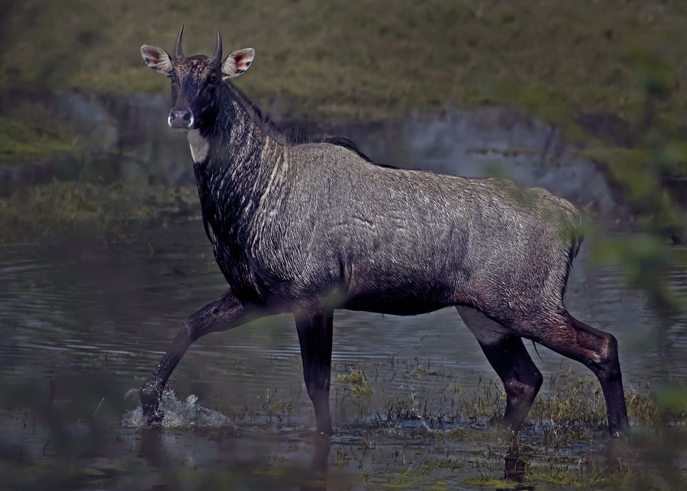 Photograph by Shibram Nag