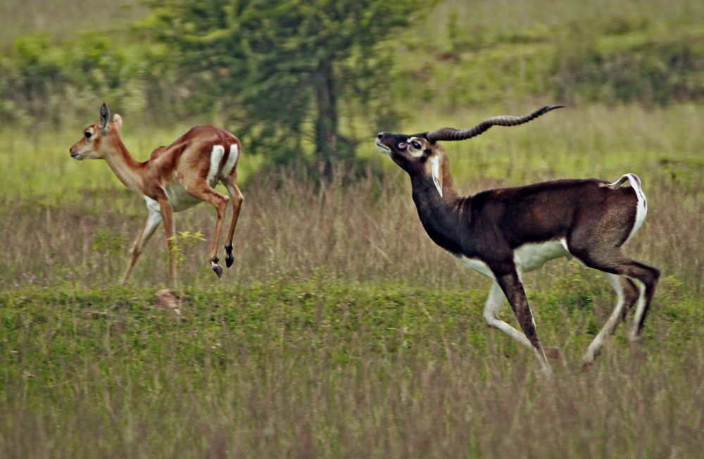 Photograph by Shibram Nag