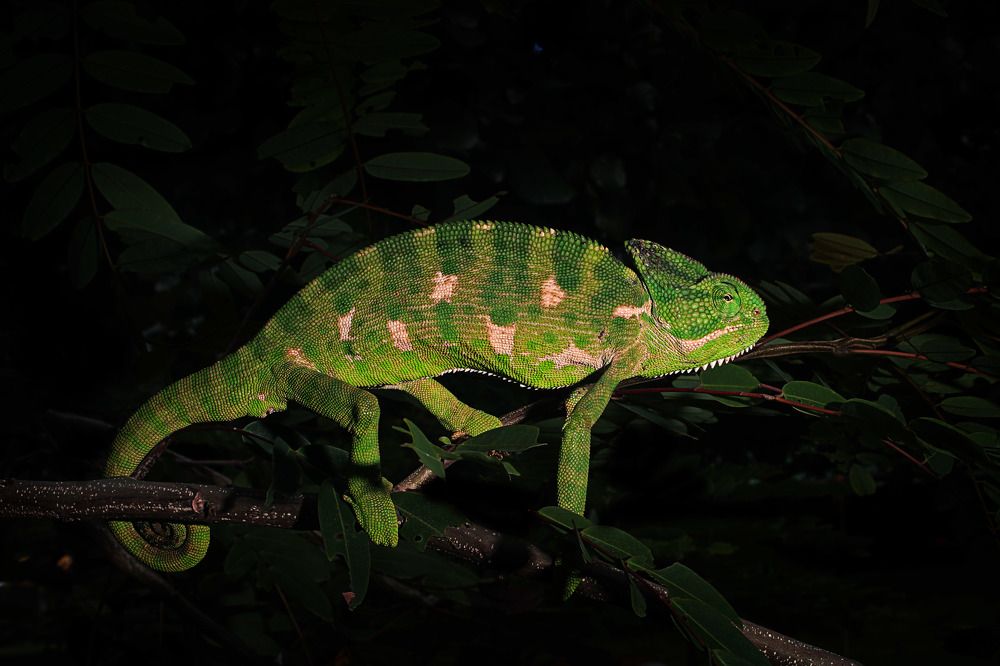 Photograph by Karan Kothekar