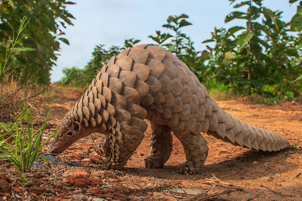 A Pangolin
