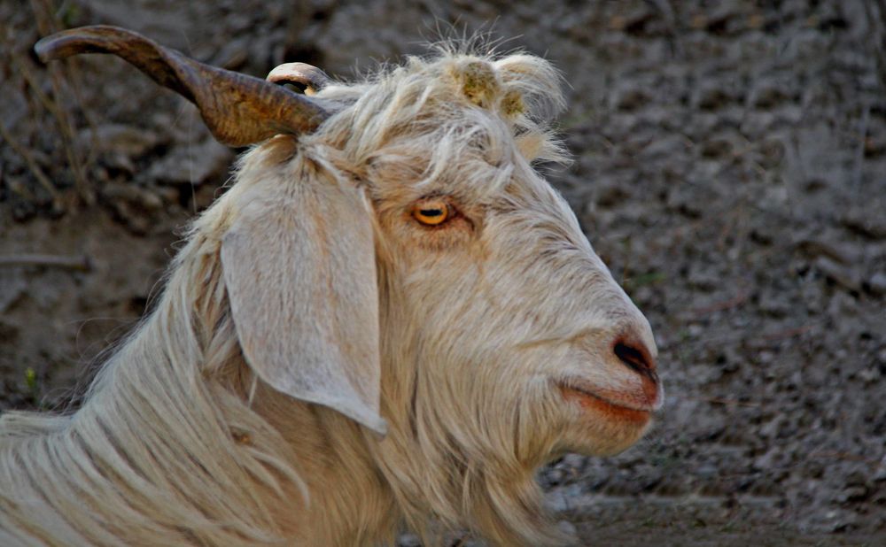 Photograph by Shibram Nag