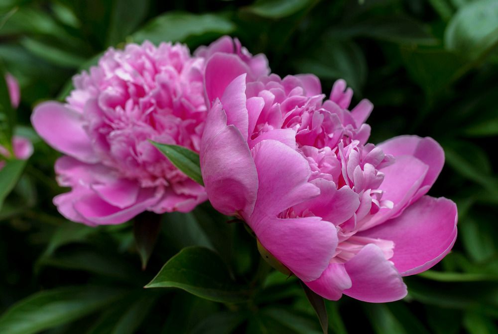 Фотография автора Дмитрий Климов