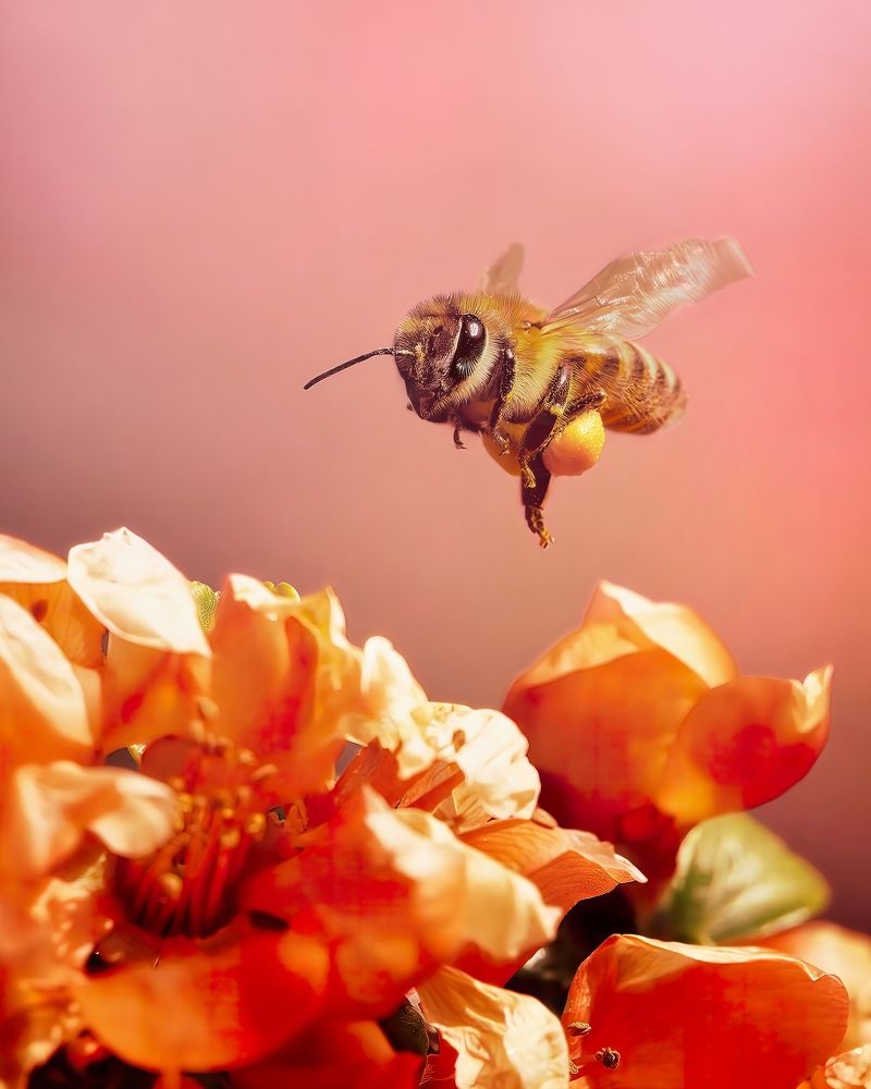 Little bee looking for even more pollen