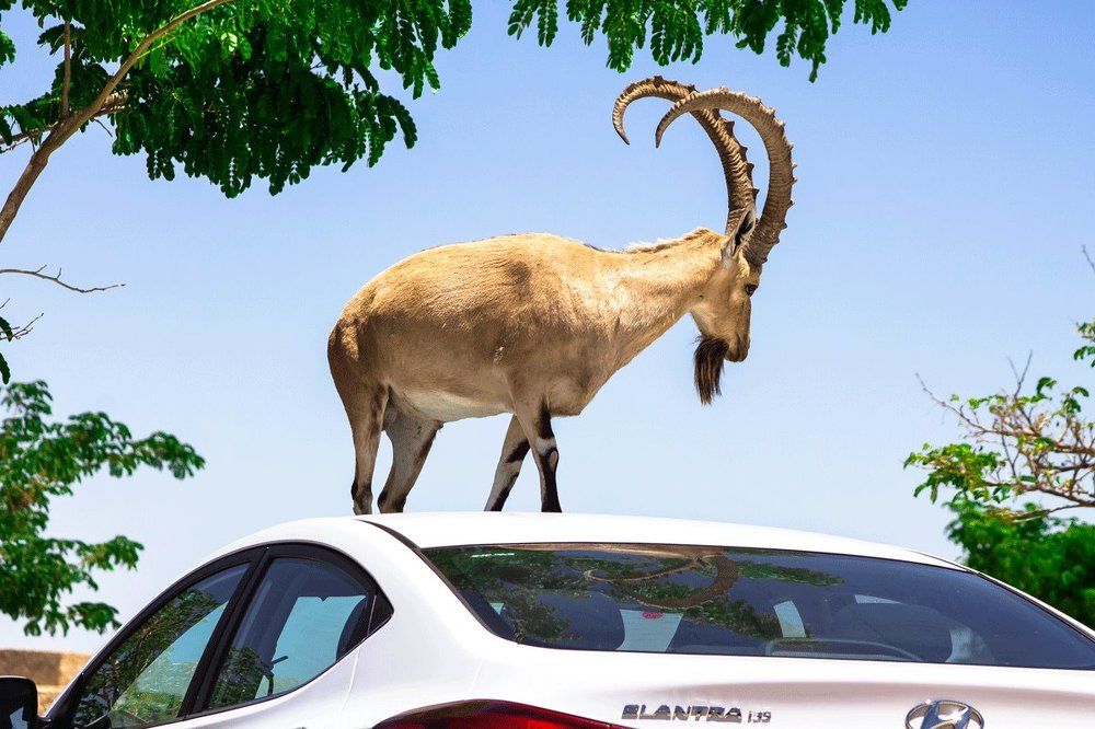 Фотография автора ADLER GOLDFARB