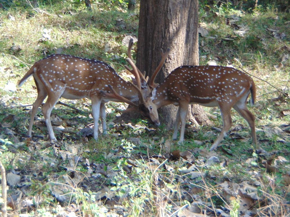 Photograph by Gayathri Dakshinamoorthy