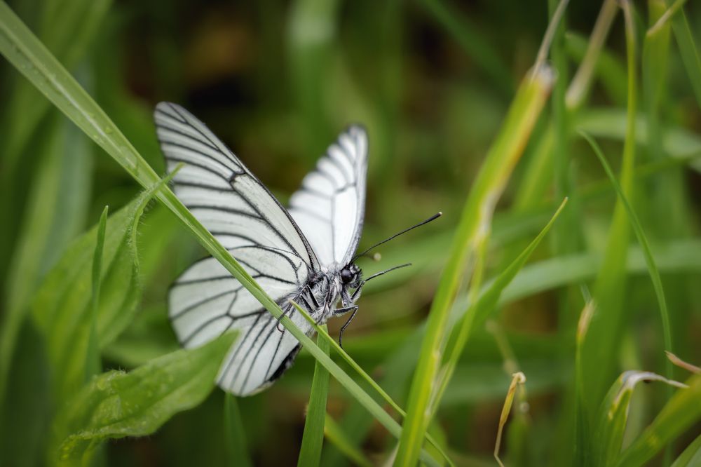 чудо бабочка