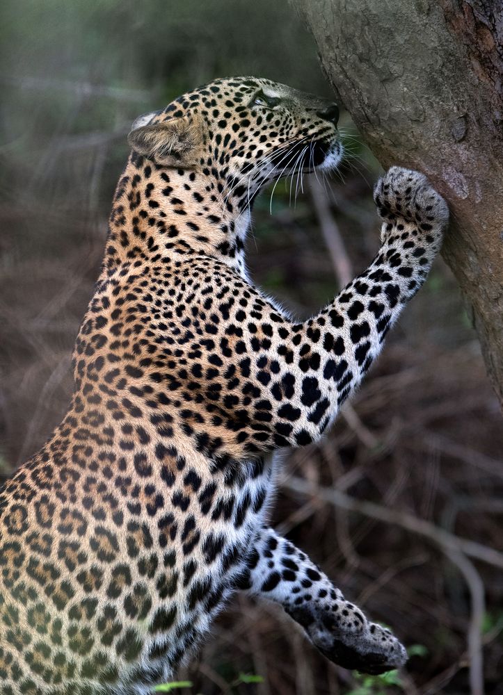 Photograph by Harsha Matarage