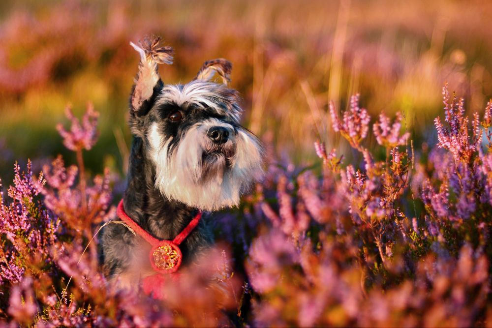 Photograph by Ромил Федоров