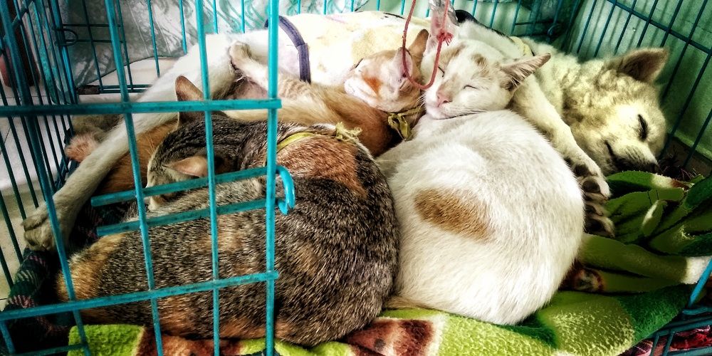 Photograph by Monuj Kr Dutta