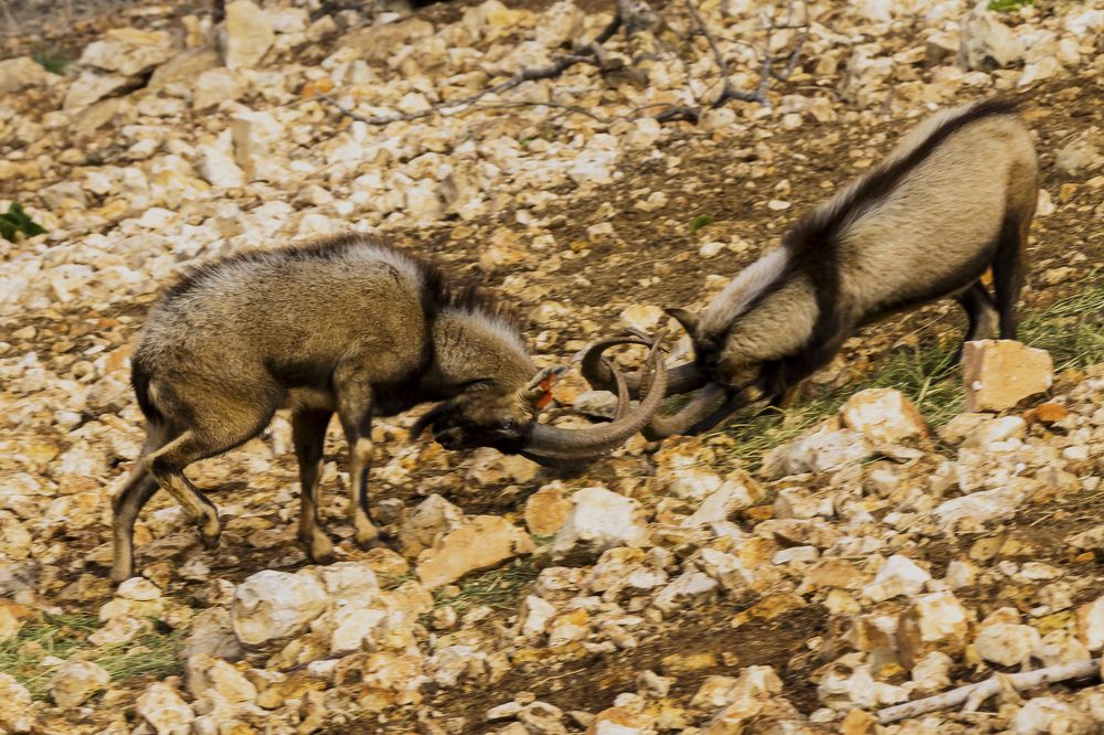 Фотография автора ADLER GOLDFARB
