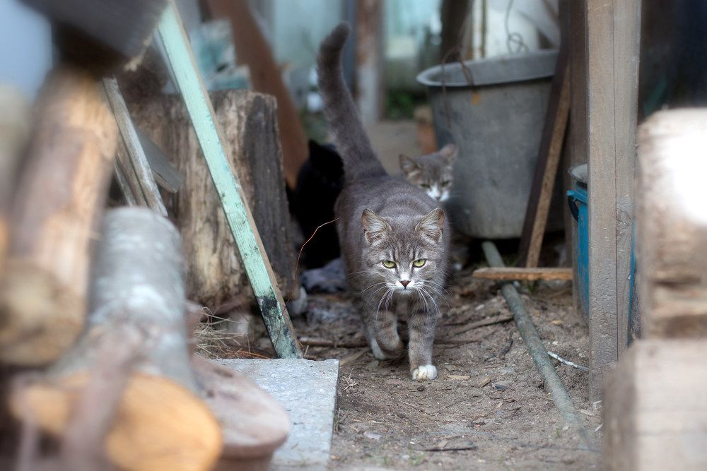 Photograph by Ирина Бородовская