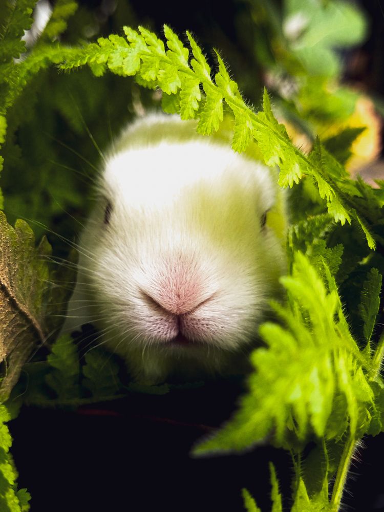 Photograph by Mohammed Rashad Wazook