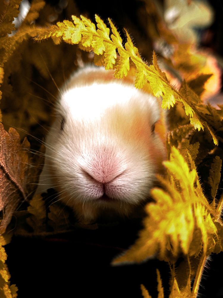 Photograph by Mohammed Rashad Wazook