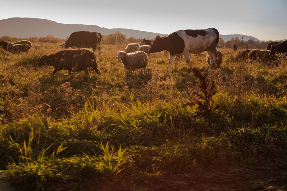 Photograph by Светлана Аверьянова