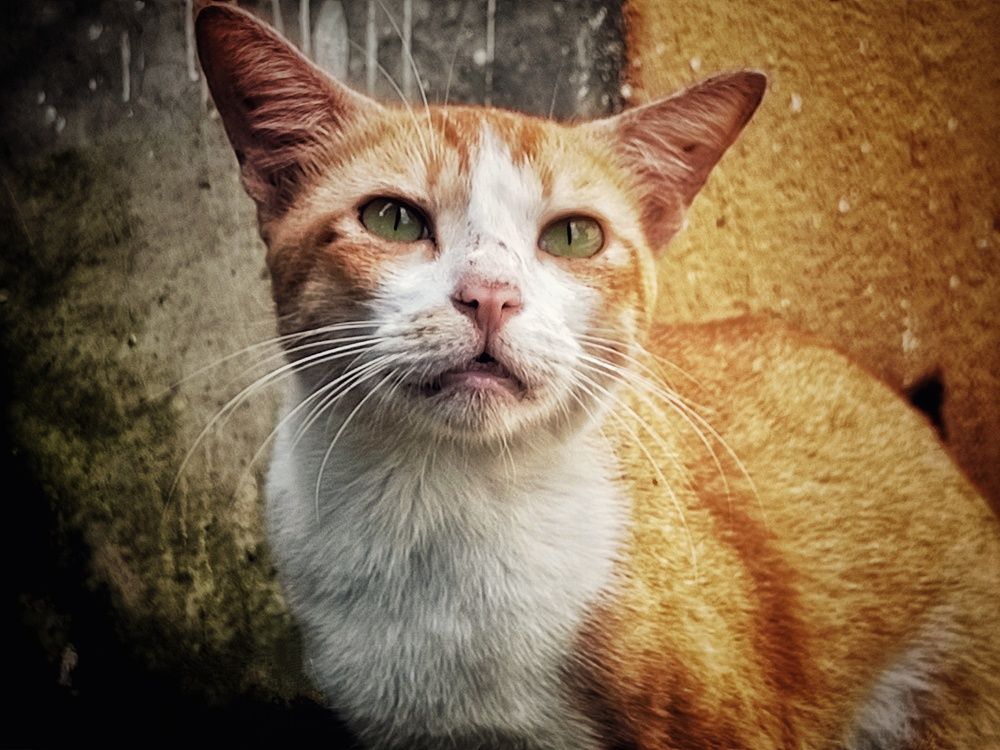 ||• F o c u s e d •||