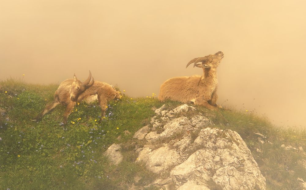 Photograph by Elena Wymann