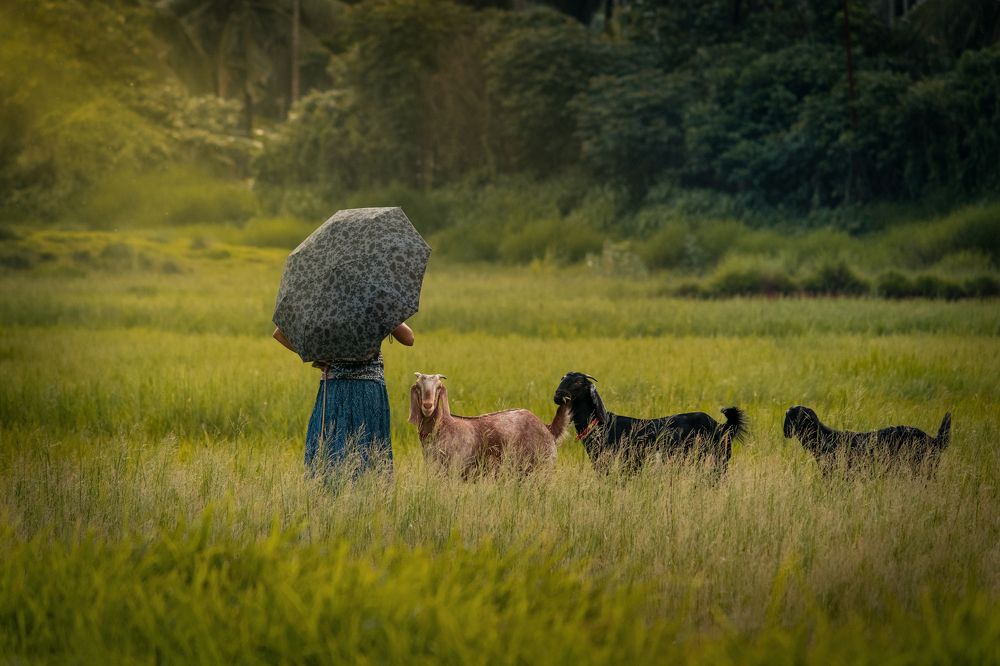 Shepherdess with her goats.