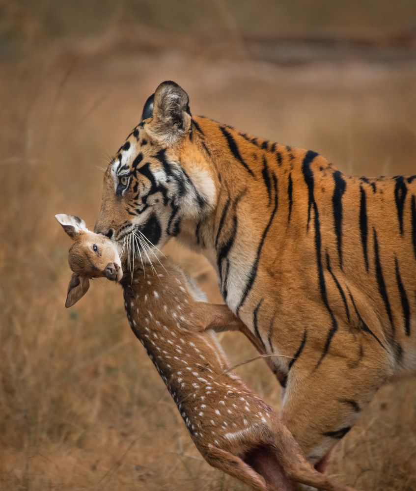 Photograph by Prashant Singh