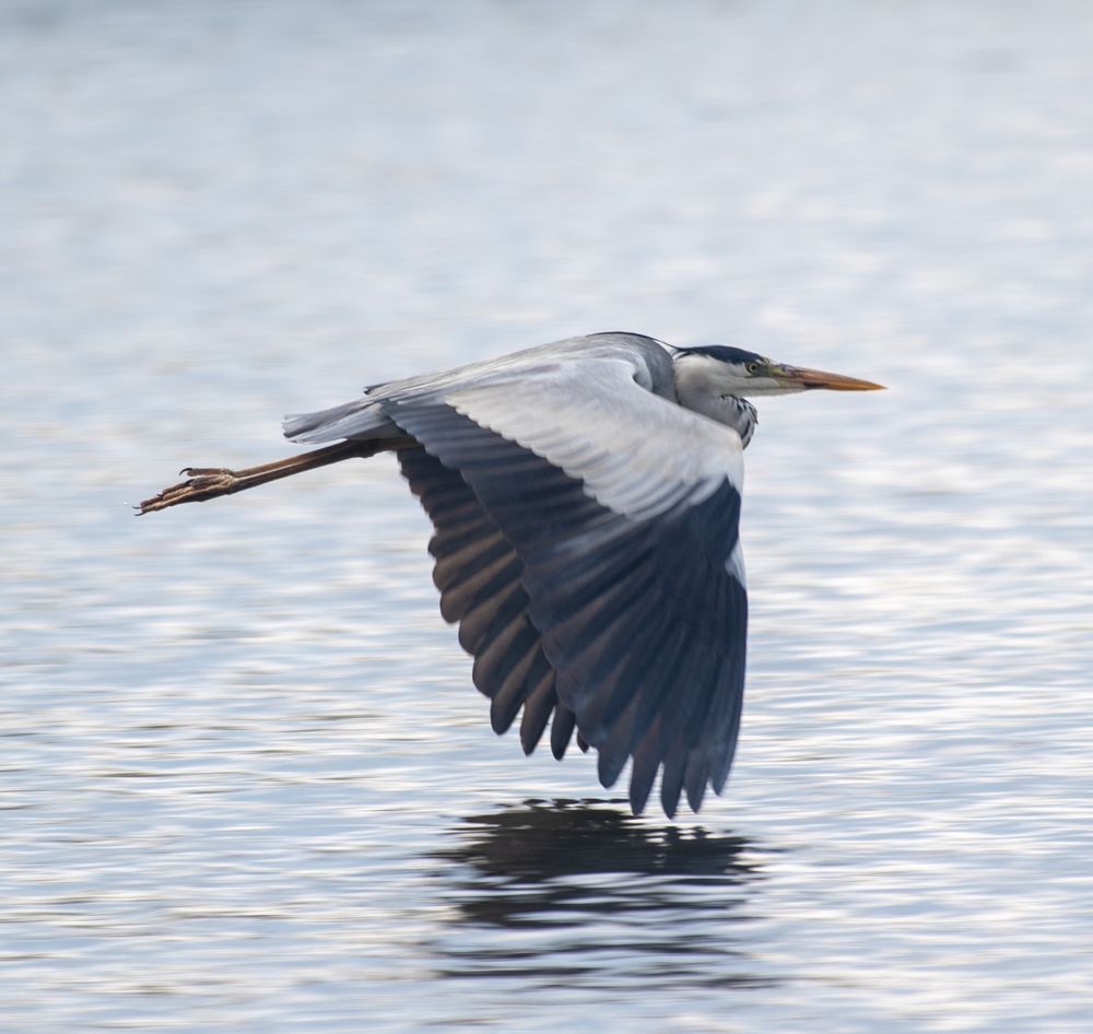 Полёт цапли