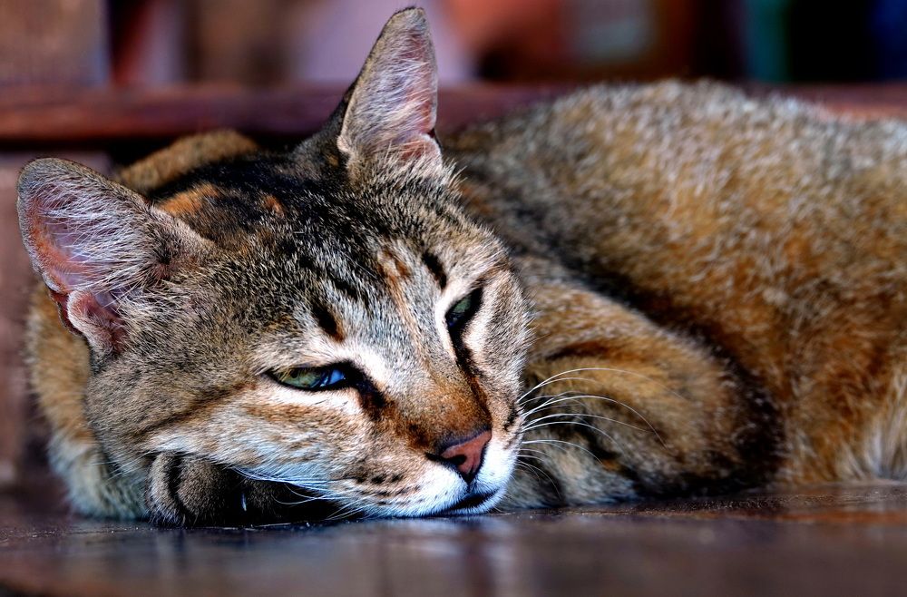 Photograph by Haim Berman