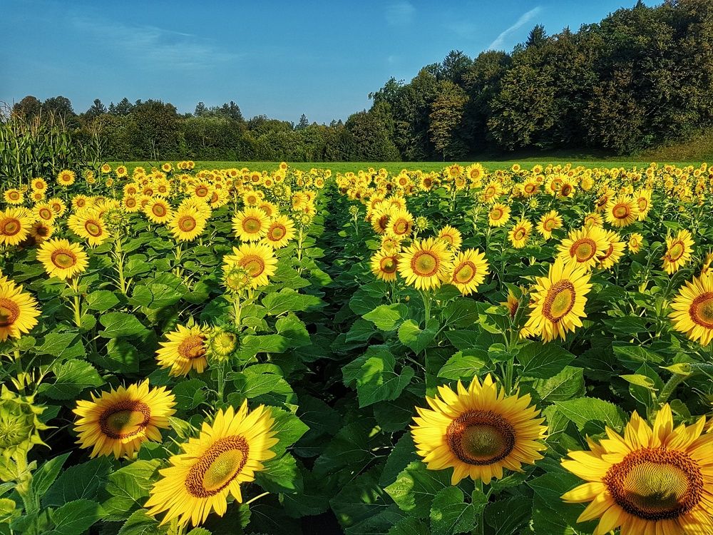 Photograph by Mojca Rebol