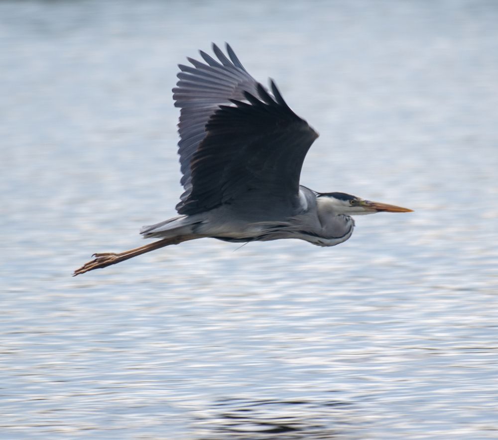 Полёт цапли