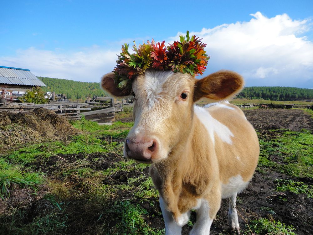 Photograph by Кадырова Анастасия