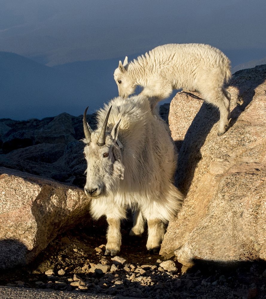 Mom and baby mountain goat