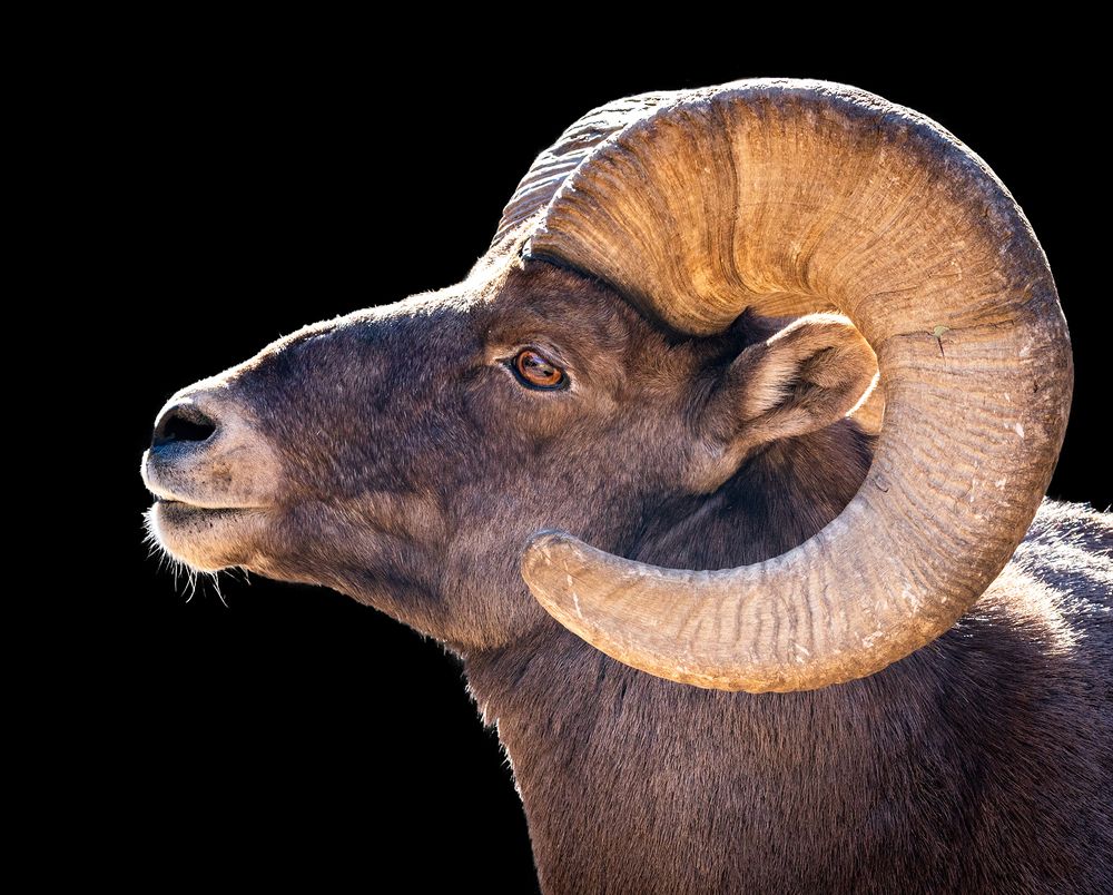 Bighorn Ram Portrait