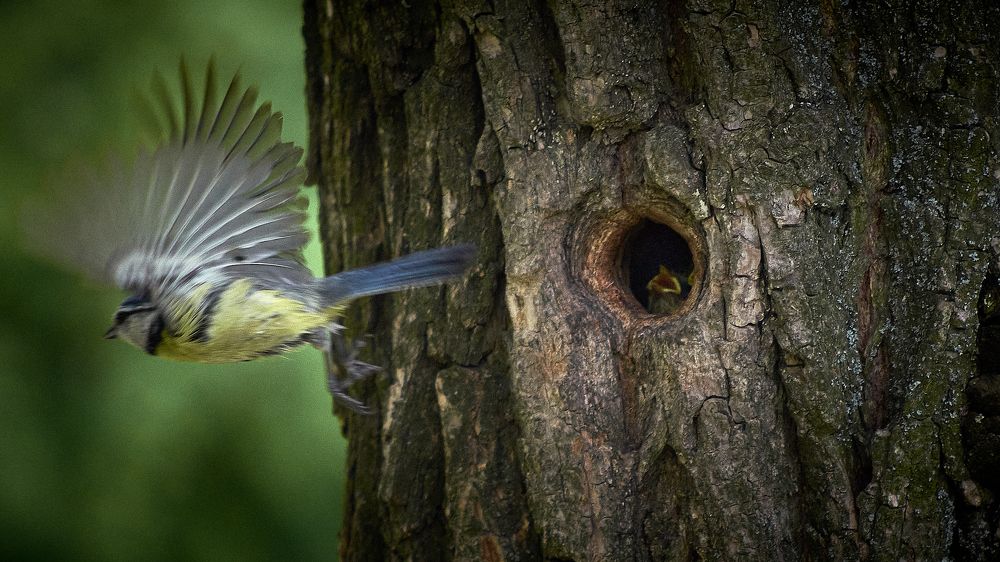 Photograph by Игорь Чернецкий