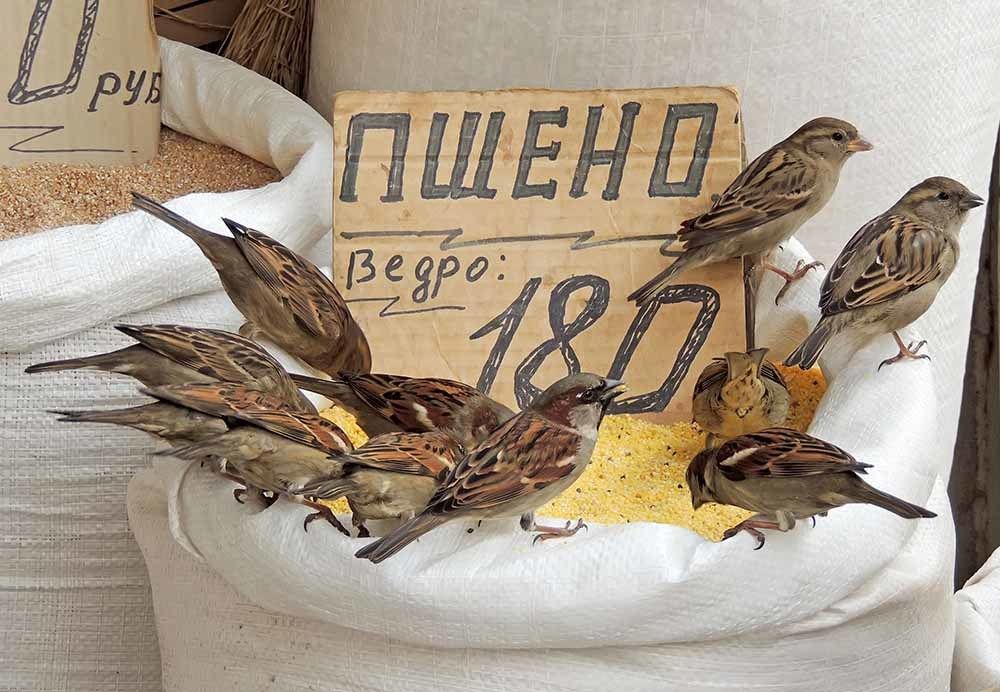 А у воробьёв сегодня пиршество