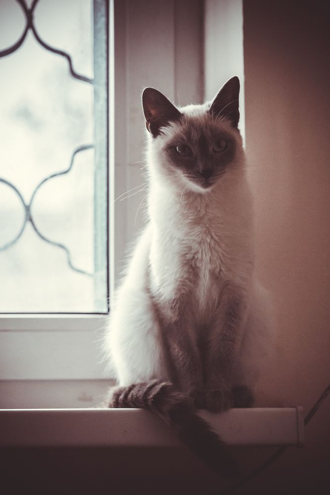 Kitty