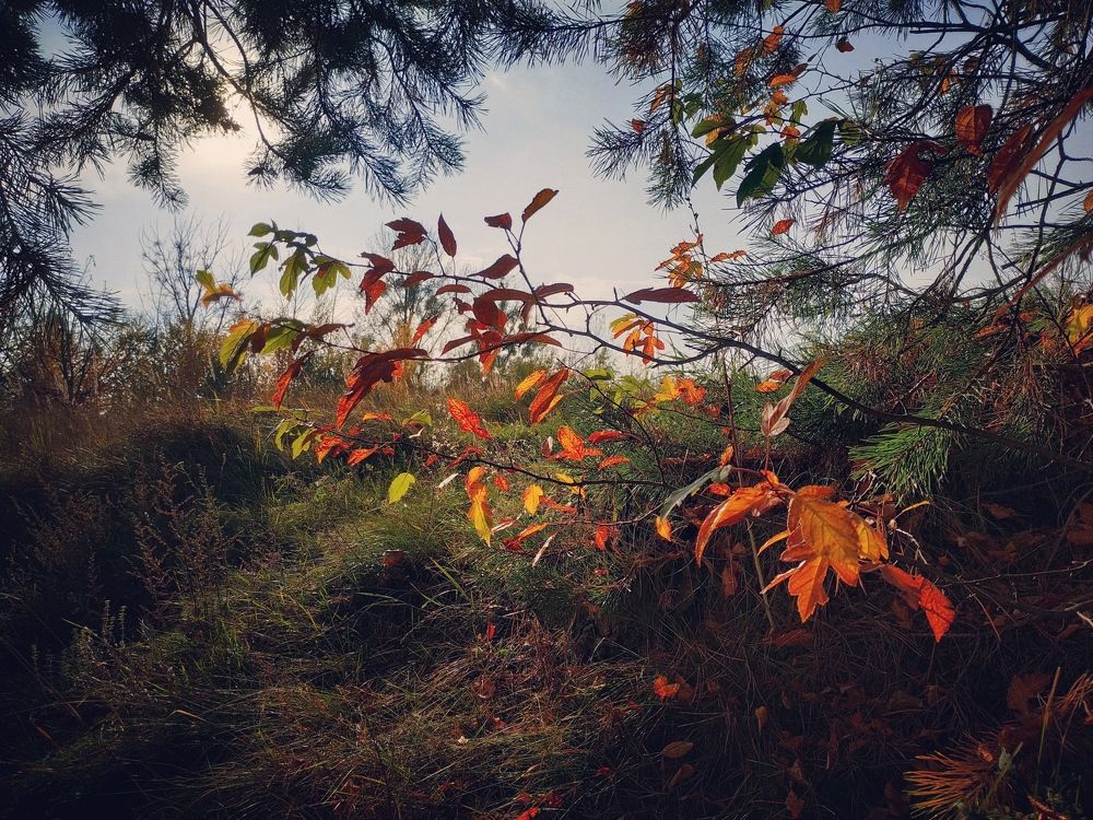 Photograph by Анастасия Кулешевич