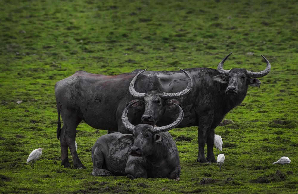 Фотография автора Kushankur Bhattacharyya