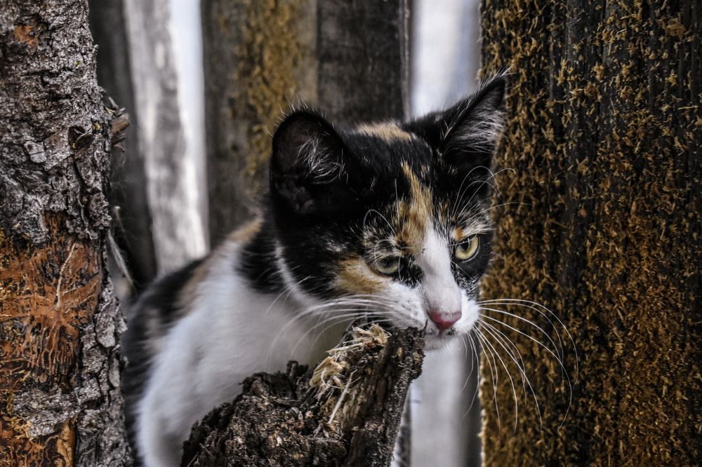 Photograph by Александр Курылёв