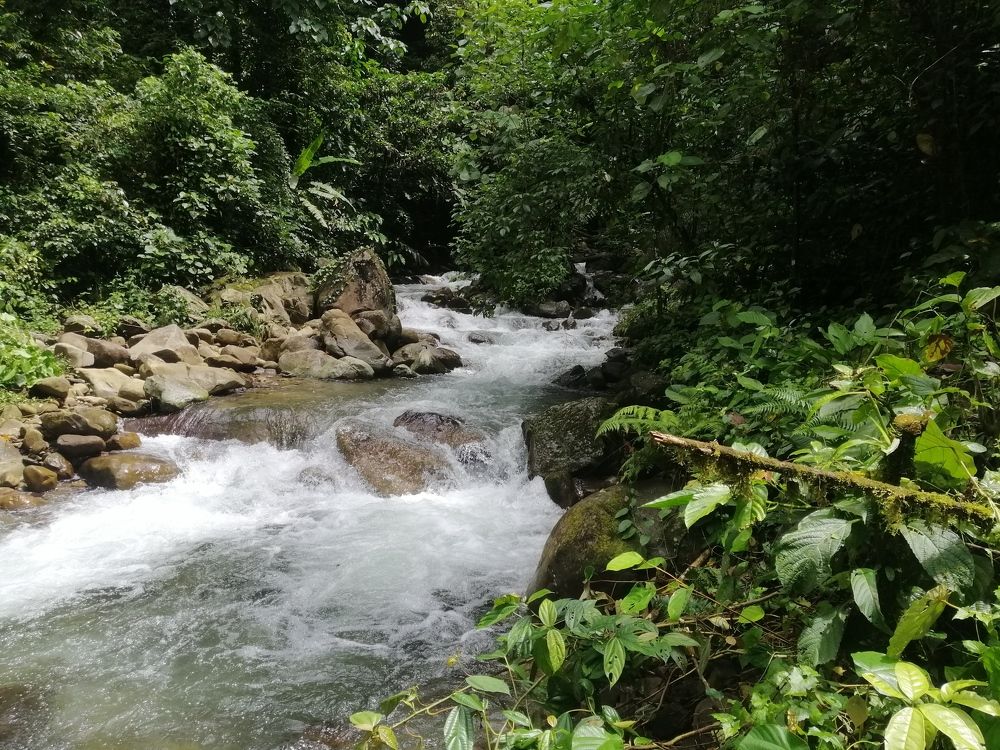 River Of Borneo