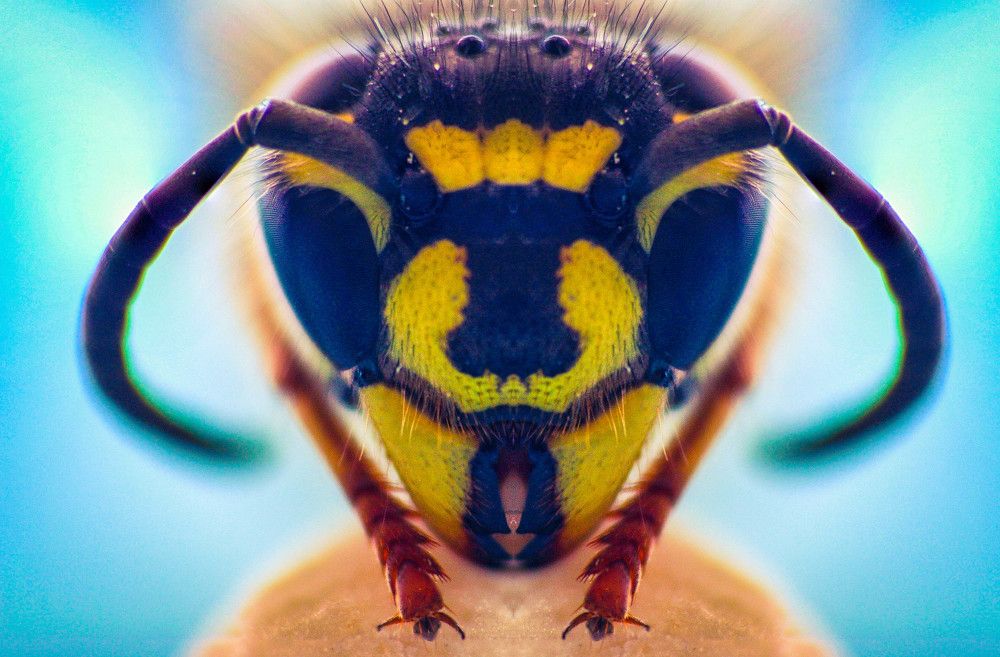 Wasp SuperMacro portrait 01