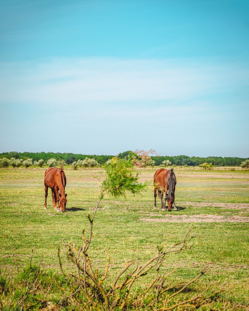 Степные лошади Дагестана