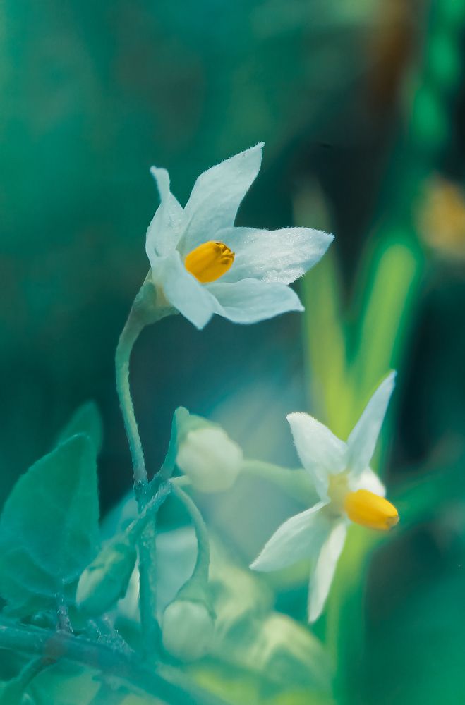 Photograph by Monoj Kumar Das