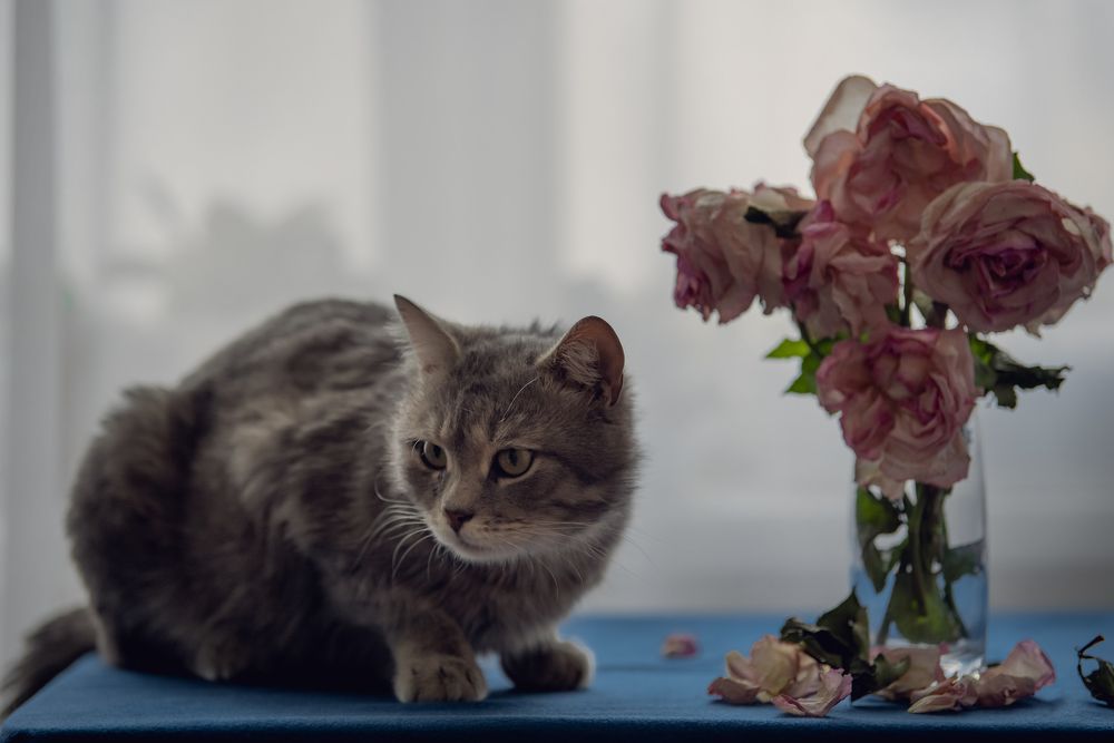 Photograph by Екатерина Попкова