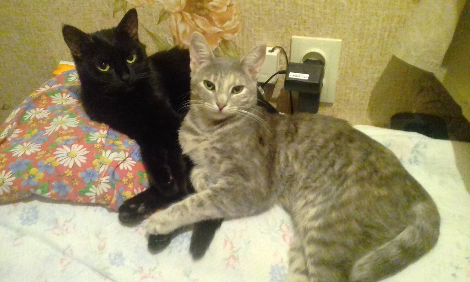 Photo #6179184