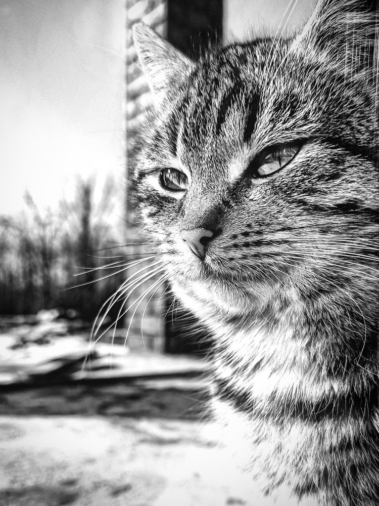 Photograph by Анастасия Кулешевич