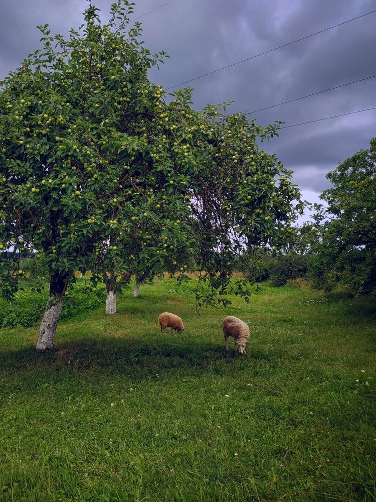 Photograph by Анастасия Кулешевич