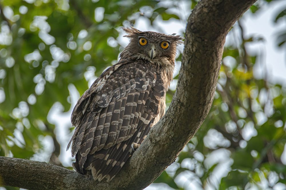 Photograph by Mahmud Hasan