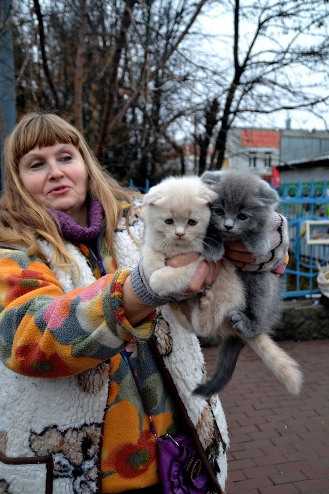 Отдам котят в добрые руки