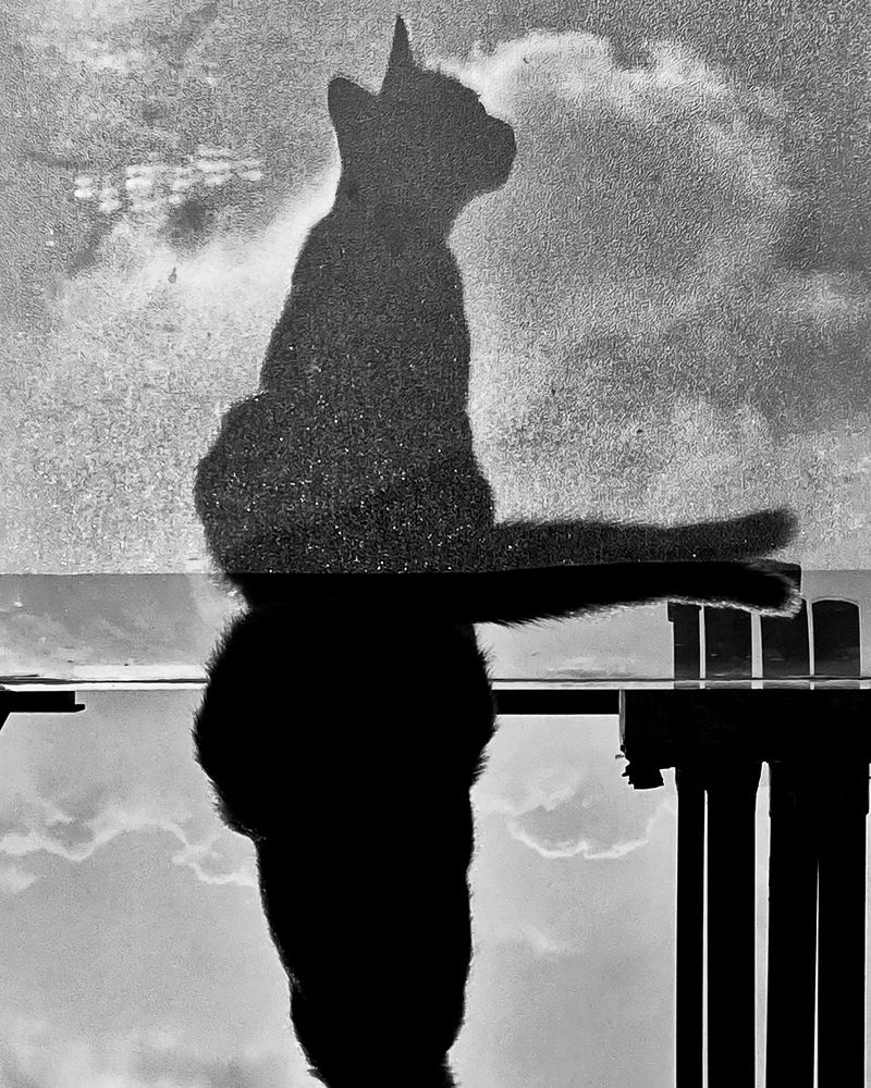 Photograph by samaneh jamali