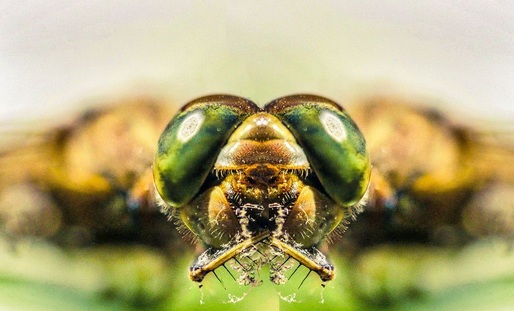 Dragonfly SuperMacro portrait 01