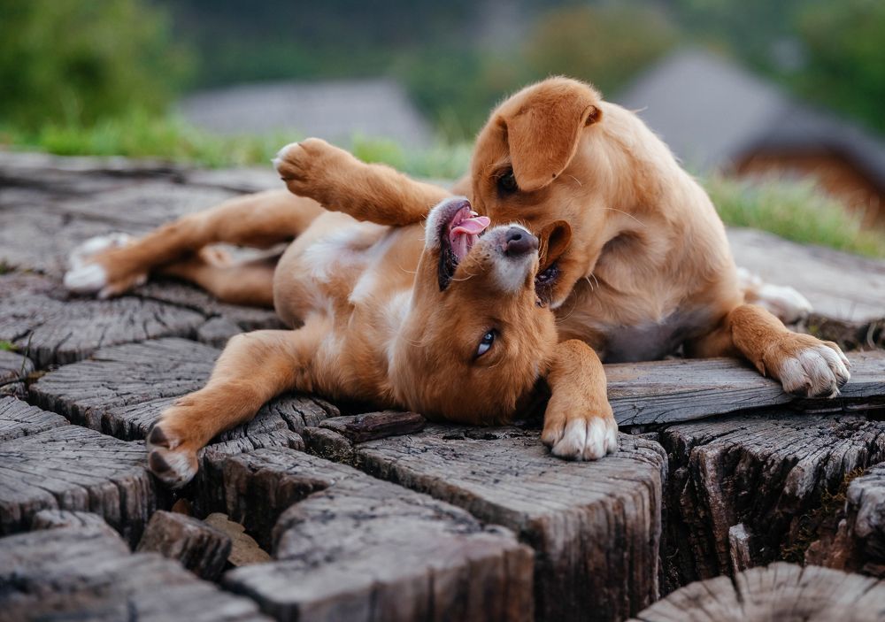 Photograph by Alina Gurfinkel